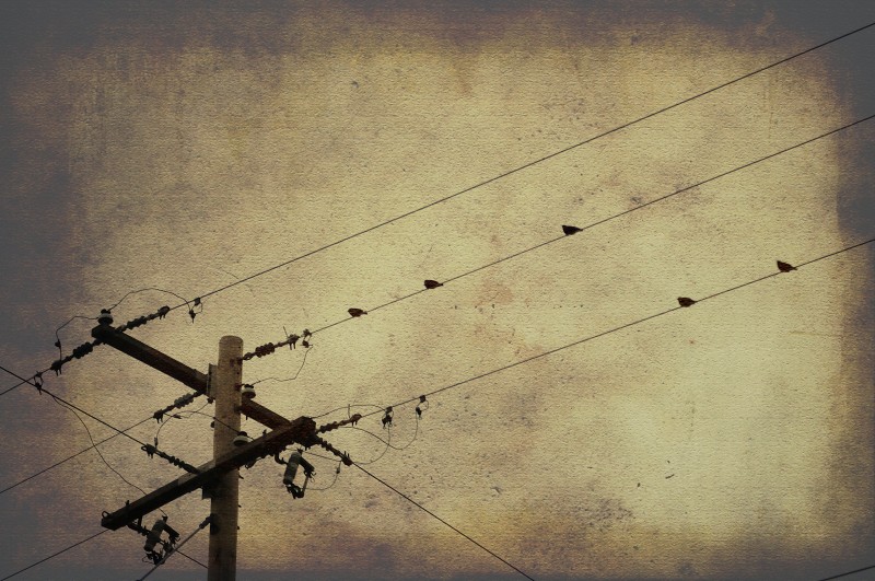 10.11.30 - Birds on the Wire