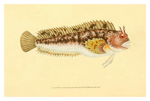 014-The natural history of British fishes 1802-Edward Donovan