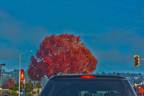 Bright red tree