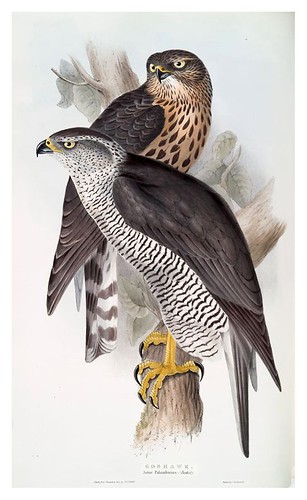 006-Azor- The birds of Europe Tomo I-1837- John Gould