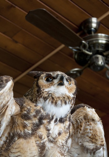 Great-Horned Owl (?)