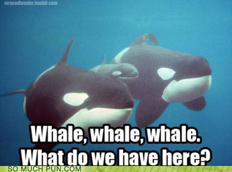 funny puns. funny-puns-whale-whale-whale