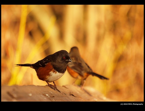 Spotted Towhees (Pipilo maculatus)