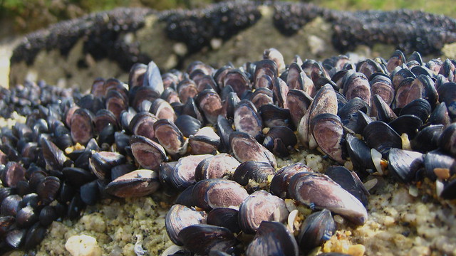 mussels galore