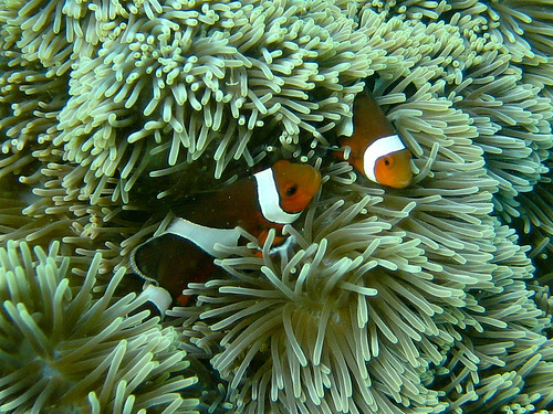 Indonesia underwater