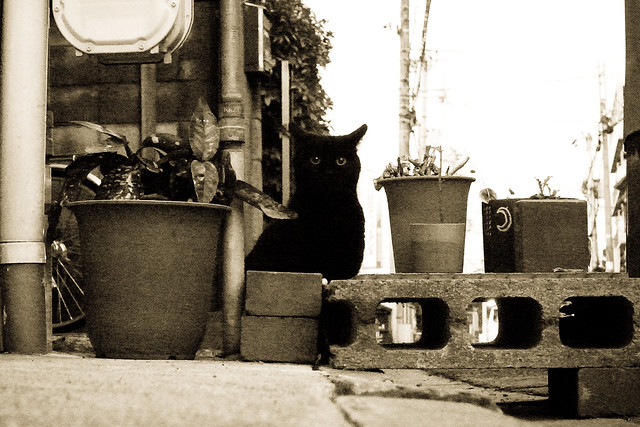 Today's Cat@2011-01-08