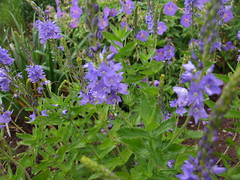 VERONICA austriaca ssp. teucrium 'Crater Lake Blue'