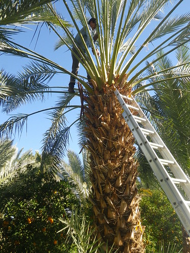 Up on the date palm de-thorning