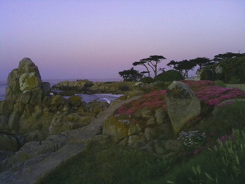 Pink Monterey