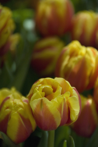 D2 bellagio conservatory tulip 2