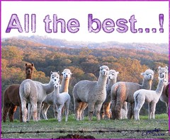 eCard: Miscellanoeus - alpacas: All the best!