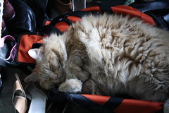 Jasper sunning in the duffel bag