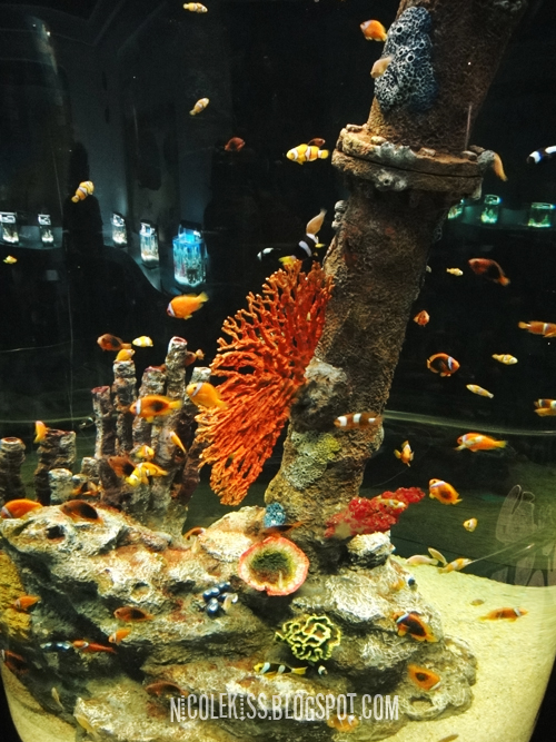colorful tropical fishes in aquarium
