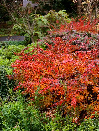 berberis thunbergii fall color