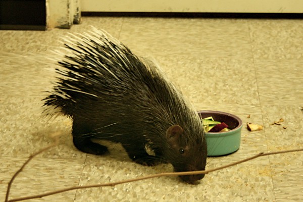 Baby Porcupine at the Wildlife World Zoo