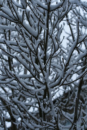 Jan 03 - Summerlin Snow