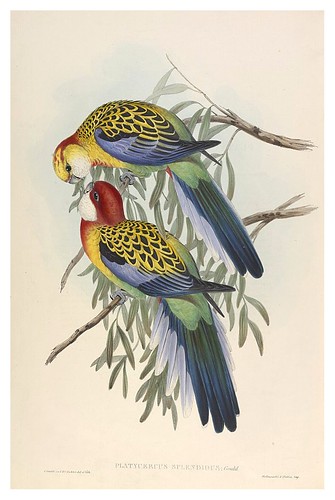 031- Periquitos esplendidus-The Birds of Australia  1848-John Gould- National Library of Australia Digital Collections