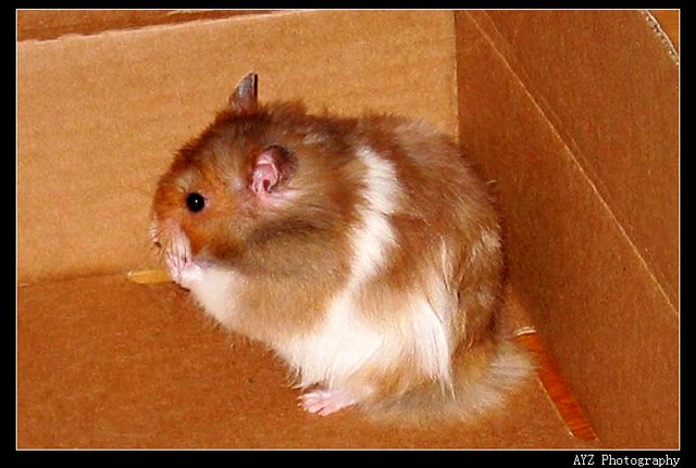 纪念我的胖胖 <wbr>-- <wbr>一只小仓鼠