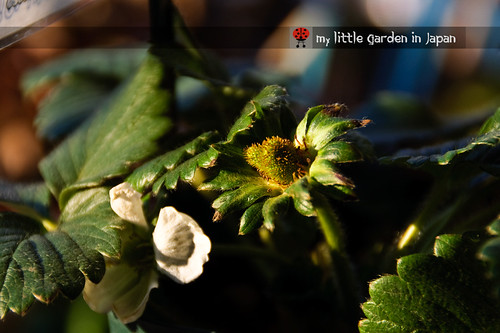 new-everbearing-strawberry-for-my-little-garden-in-japan