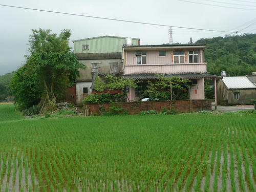 House in the Rice Paddy