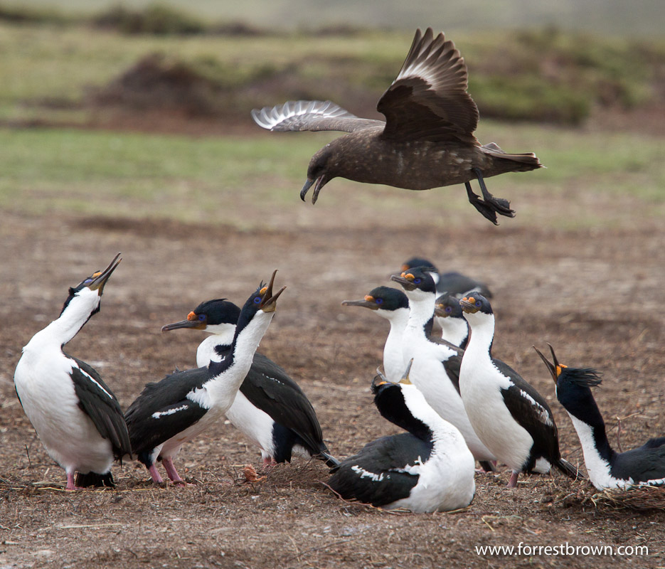 Bleaker Island, Falkland Islands, Bird, King Cormorant