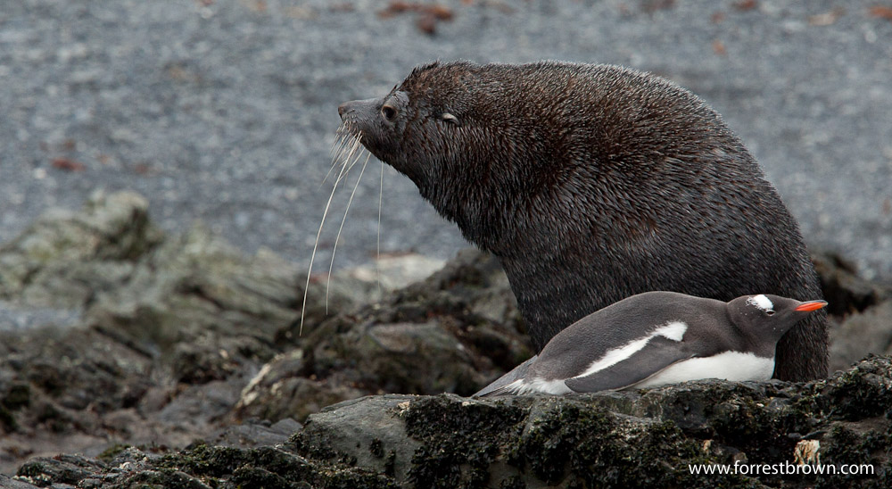 Far Seal, Penguin, South Georgia Island