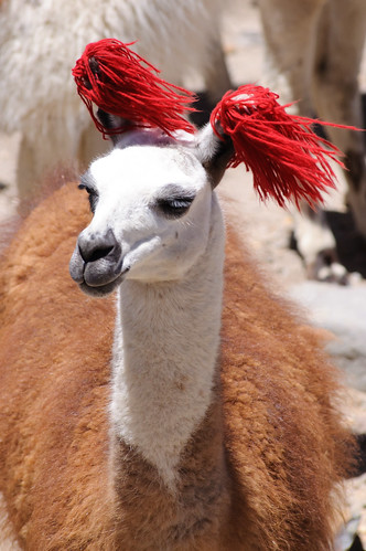 A decorated llama