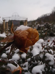 frozen roses