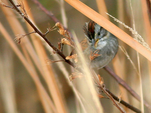 Swamp Sparrow 2-20110104