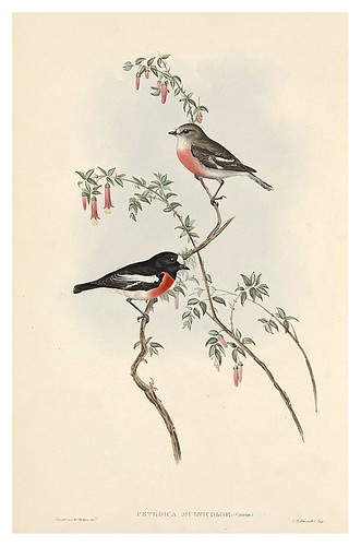018-Petroika multicolor-The Birds of Australia  1848-John Gould- National Library of Australia Digital Collections