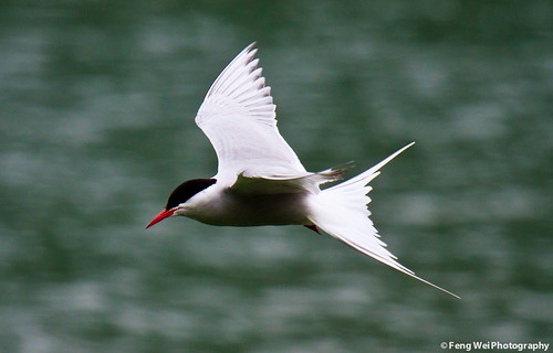 The Beautiful and Elusive Arctic Tern, Flying Over Tern Lake In Alaska