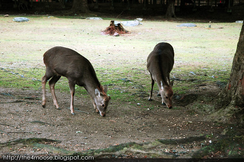 Nara 奈良 - Nara Deer