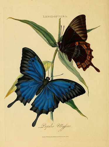 018-Papilio Ulysses- An epitome of the natural history of the insects of India…1800- Edward Donovan
