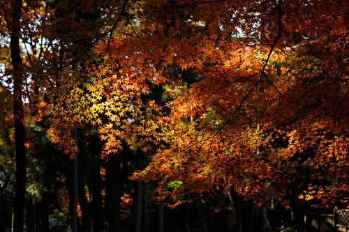 紅葉　autumn colors