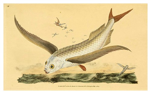 006-The natural history of British fishes 1802-Edward Donovan