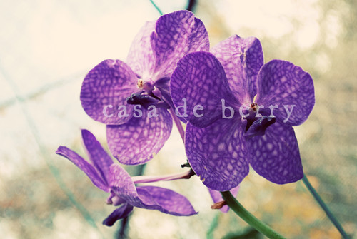 orchids1 copy