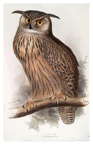 015-Buho de grandes cuernos- The birds of Europe Tomo I-1837- John Gould