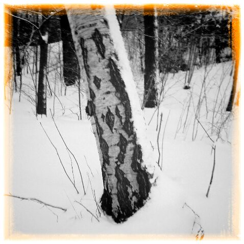 b/w Birch in deep snow