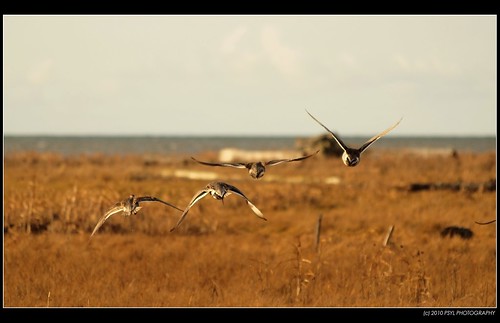 Pintails flying away
