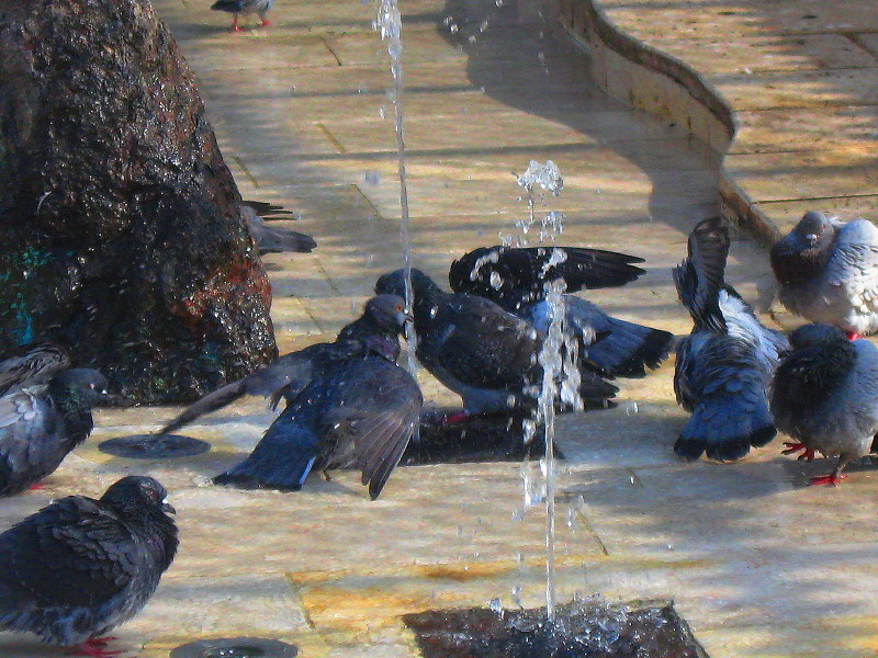 22-12-2010-pigeon-bathing-ritual