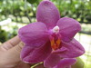 Phalaenopsis Sogo Rose