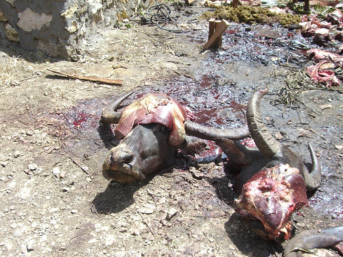 Heads of killed buffalos ©  S Z