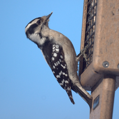 Female Downy Woodpeckers