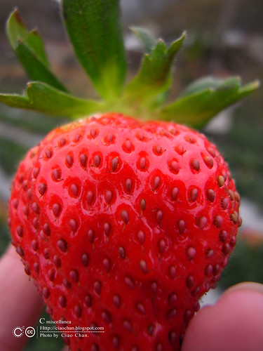 大湖草莓之旅 - 大力推薦 大山農園 R1039317