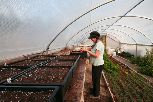 Sarah, seeding