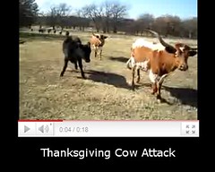 Misc - Cow Attack