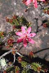 Ledothamnus guianensis (Ericaceae)