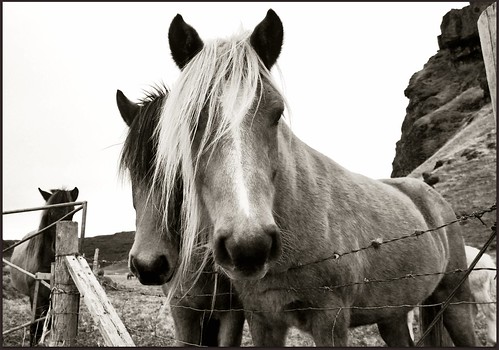 black and white pictures of horses. Black and White Icelandic