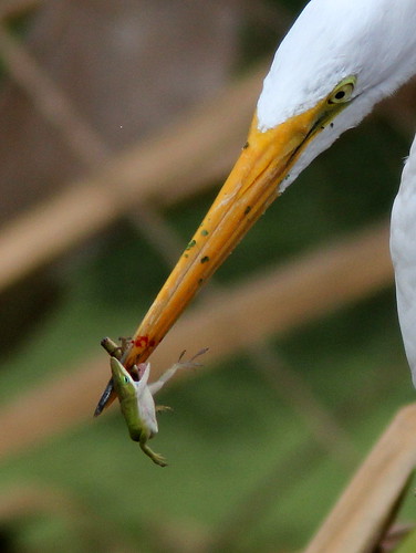 Great Egret with anole close 20110220