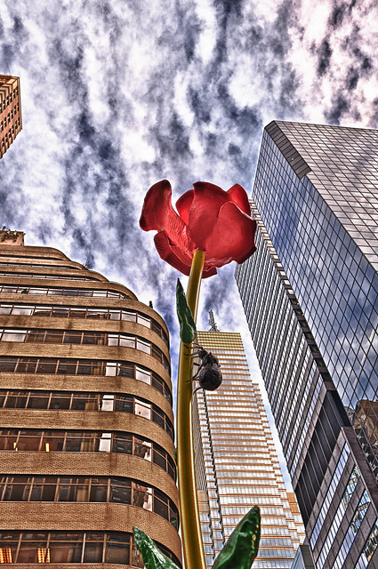 The Rose in HDR